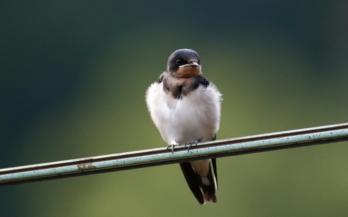 Barn Swallow (Buff-bellied) - ML620633854