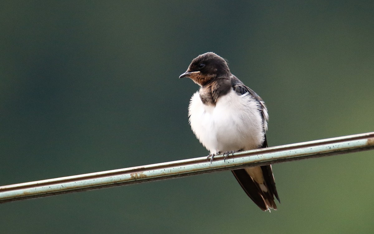 Barn Swallow (Buff-bellied) - ML620633855