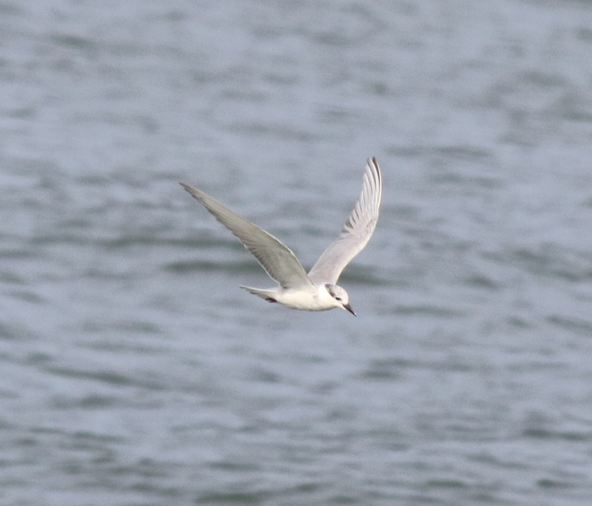 Whiskered Tern - ML620633859