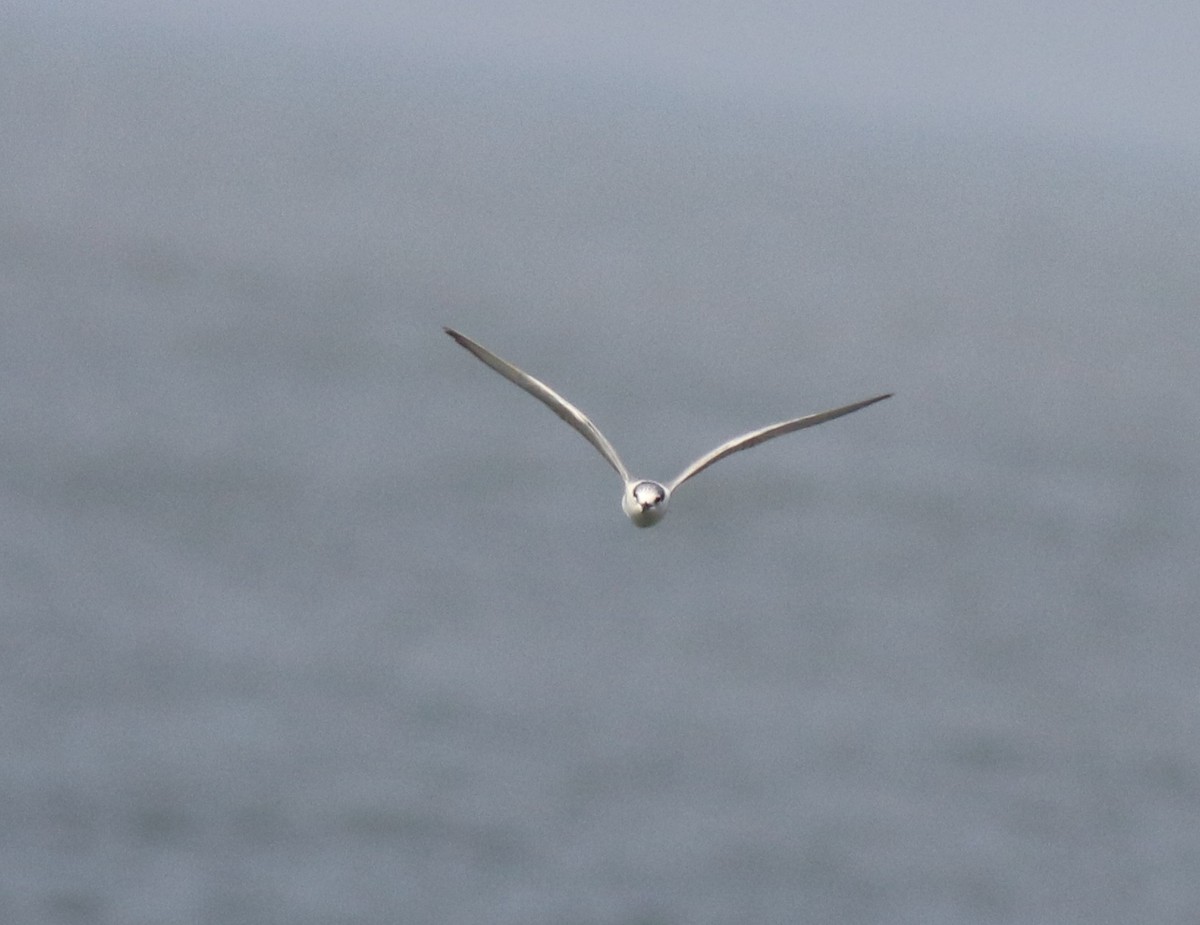 Whiskered Tern - ML620633873