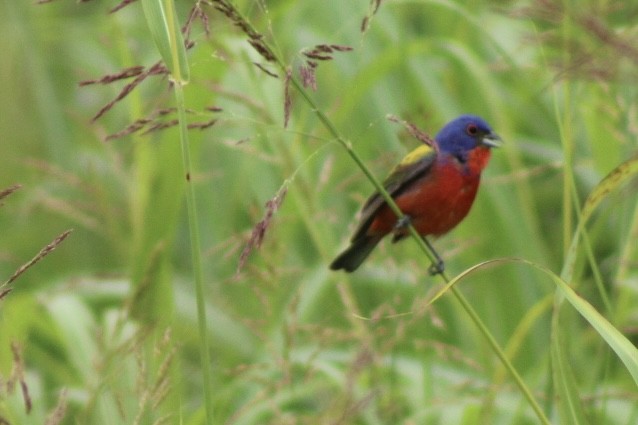 Painted Bunting - ML620633884