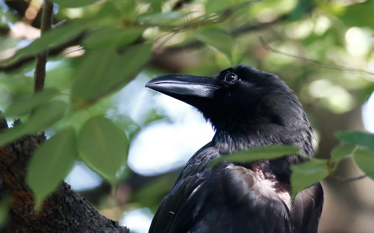 Large-billed Crow (Large-billed) - Uku Paal