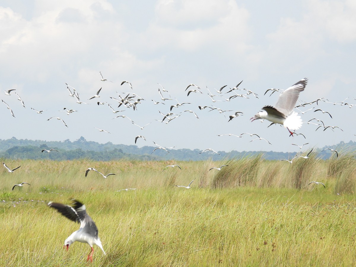 Mouette à tête grise - ML620633897