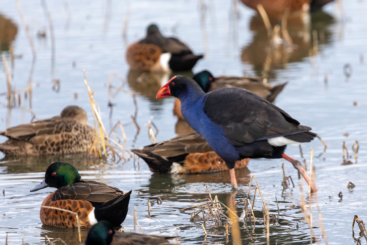 Australasian Swamphen - ML620633904