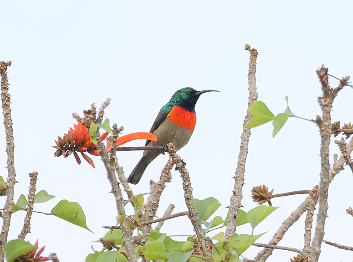 Greater Double-collared Sunbird - ML620633909