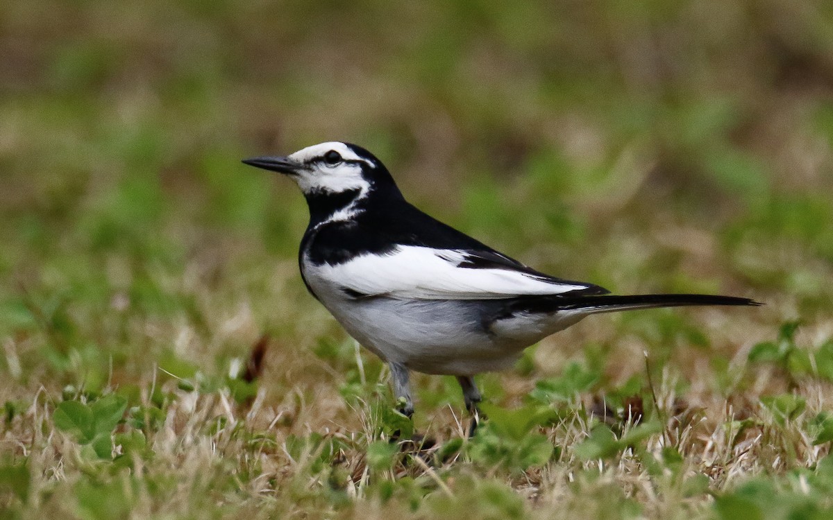 White Wagtail (Black-backed) - ML620633915