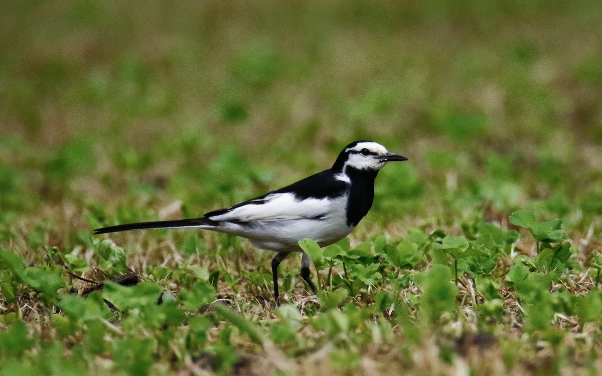 White Wagtail (Black-backed) - ML620633916