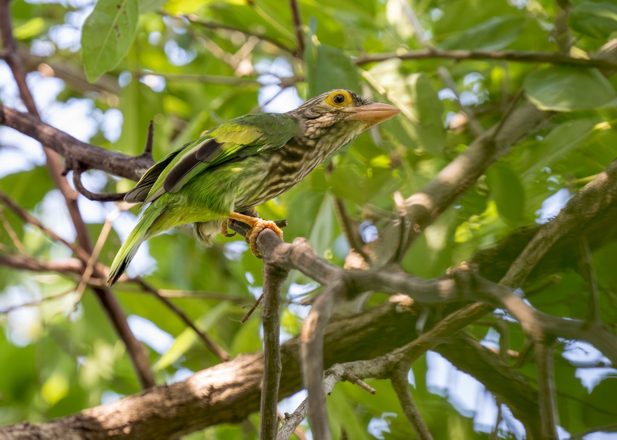 Lineated Barbet - ML620633917