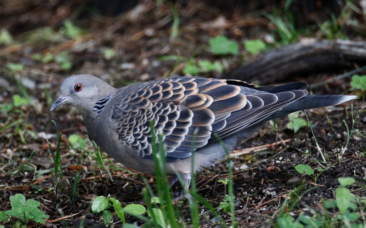 Oriental Turtle-Dove - Uku Paal