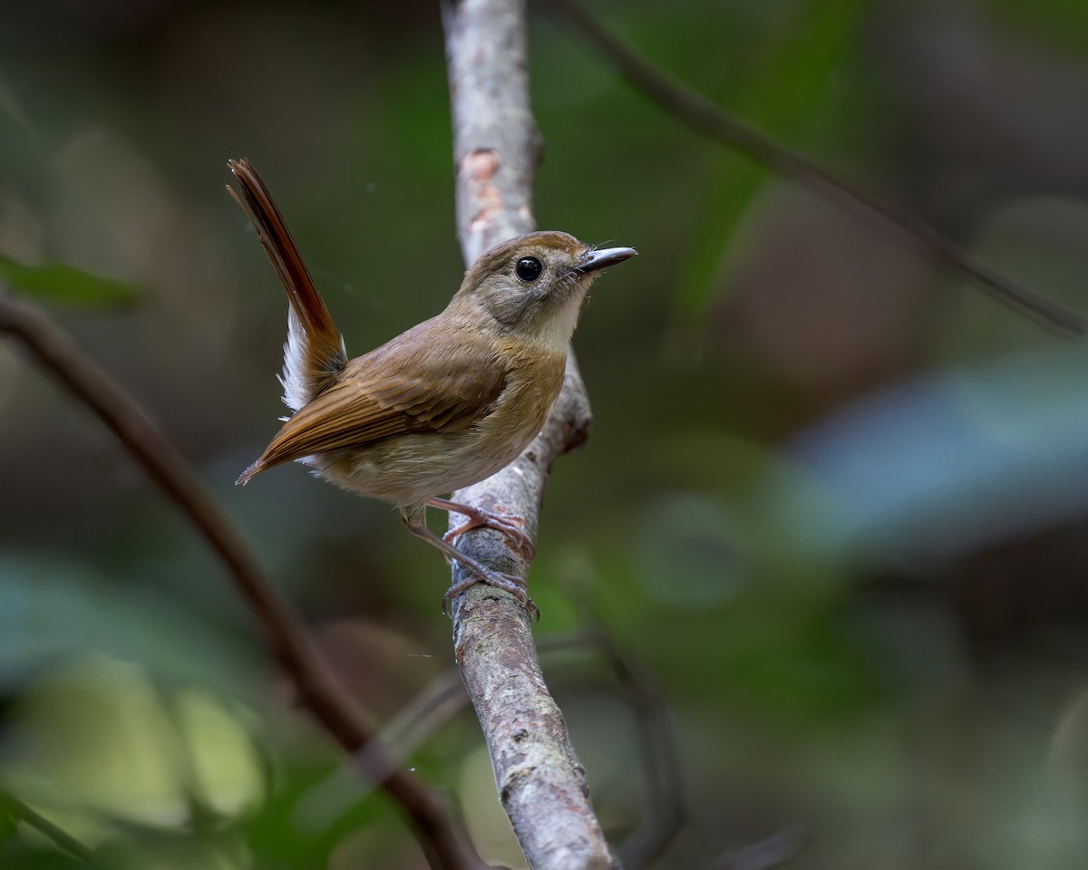 Fulvous-chested Jungle Flycatcher - ML620633922