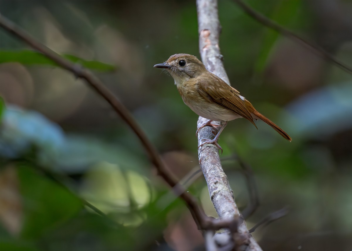 Fulvous-chested Jungle Flycatcher - ML620633923