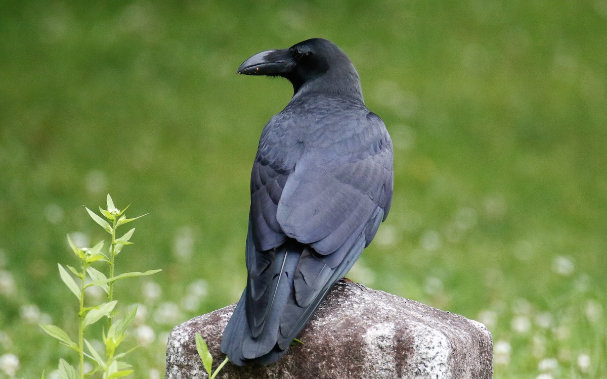 Large-billed Crow - ML620633931
