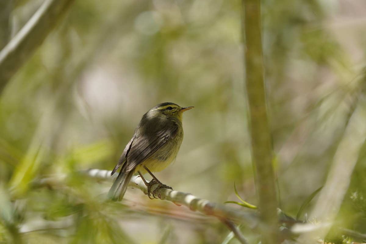 Tickell's Leaf Warbler - ML620633935