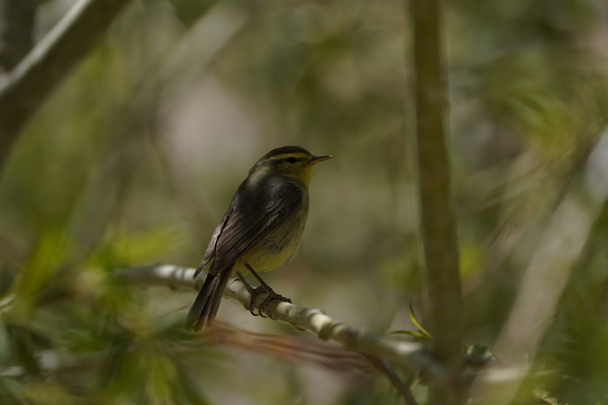 Mosquitero de Tickell/de Quinghai - ML620633937