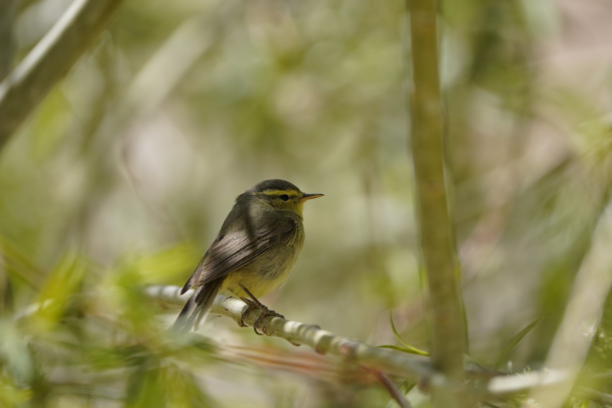 Mosquitero de Tickell/de Quinghai - ML620633938