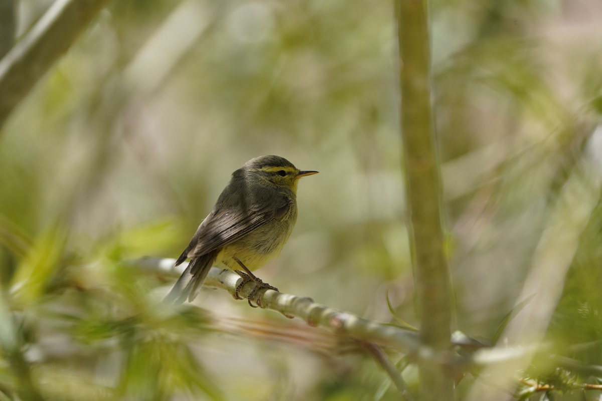 Tickell's Leaf Warbler - ML620633939