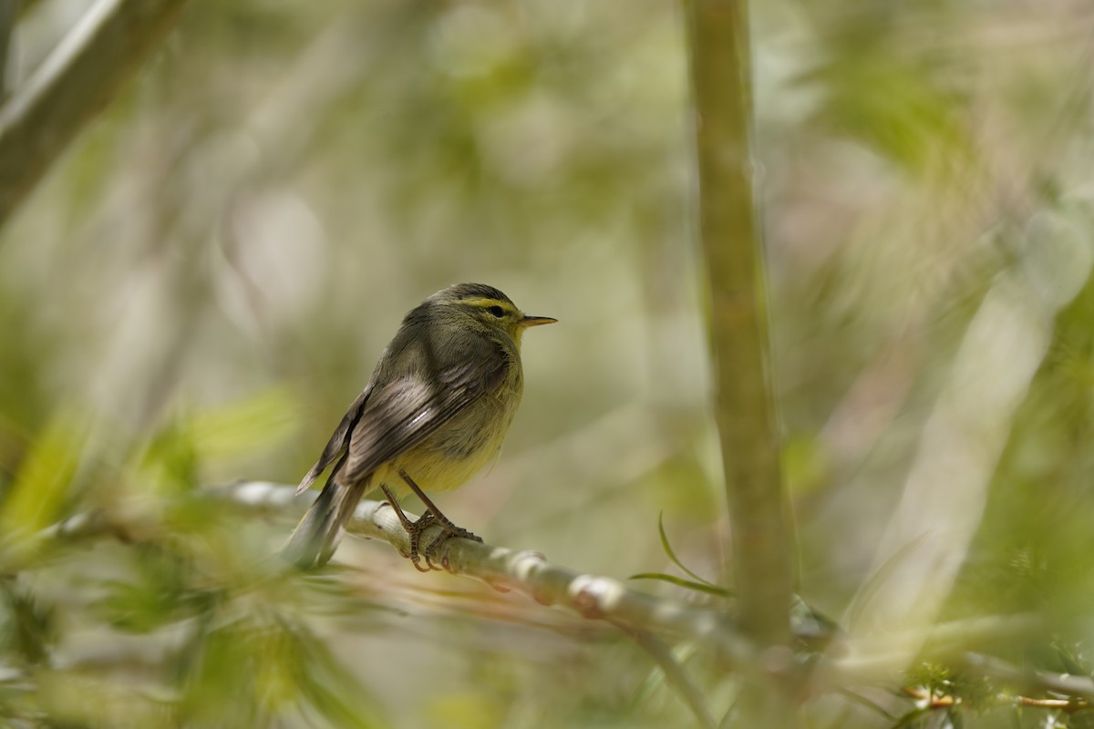 Mosquitero de Tickell/de Quinghai - ML620633940