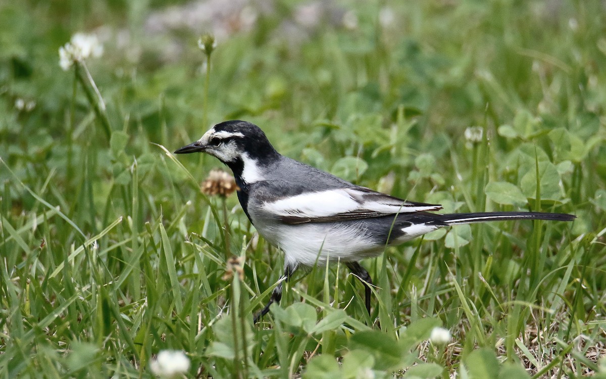 White Wagtail (Black-backed) - ML620633946