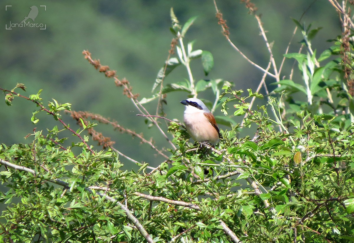 Red-backed Shrike - ML620633954