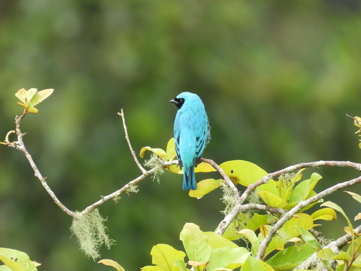 Swallow Tanager - ML620633963