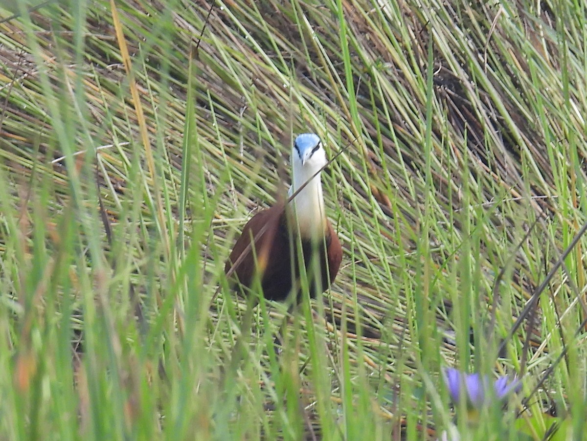 Jacana à poitrine dorée - ML620633970