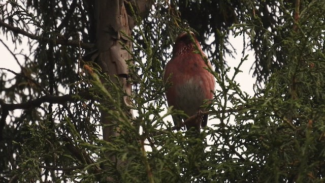 Chinese White-browed Rosefinch - ML620633980