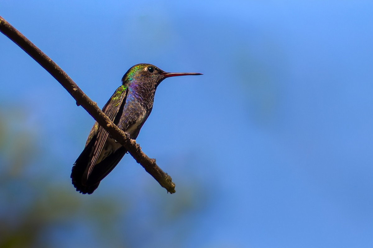 kolibřík safírový - ML620634000