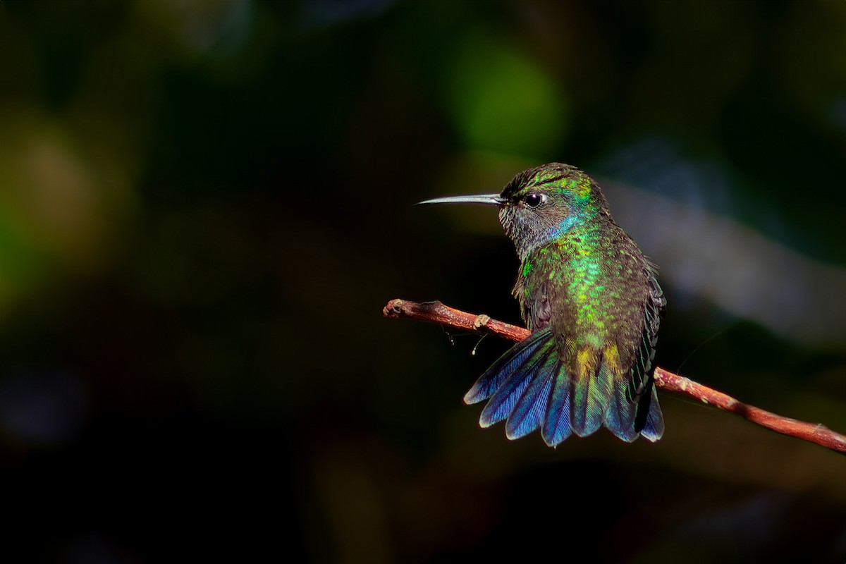 kolibřík safírový - ML620634001