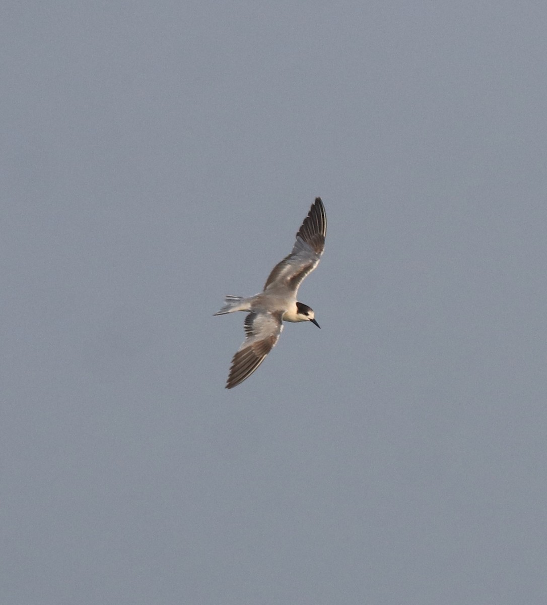 Common Tern - ML620634005