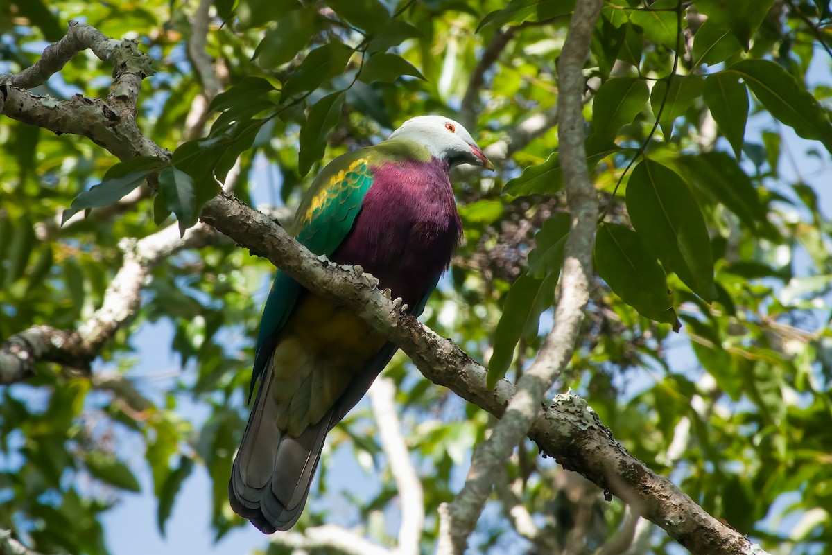 Wompoo Fruit-Dove - ML620634008