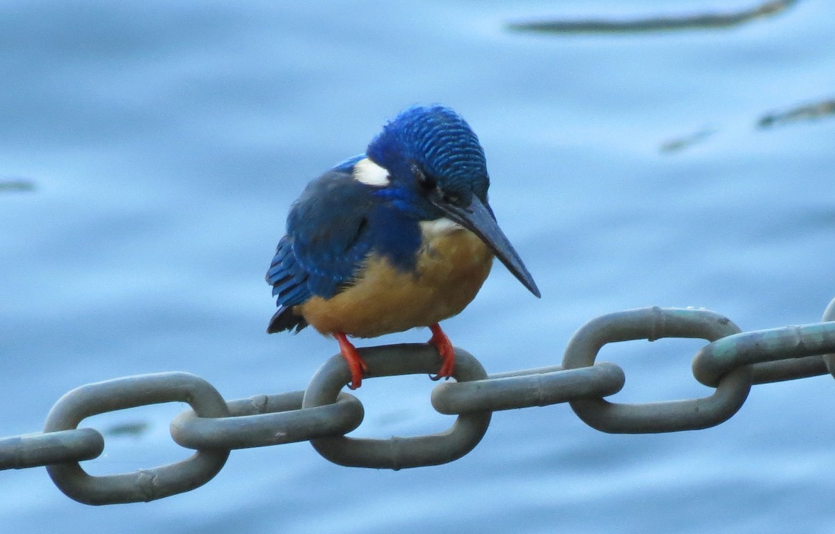 Malachite Kingfisher - ML620634009