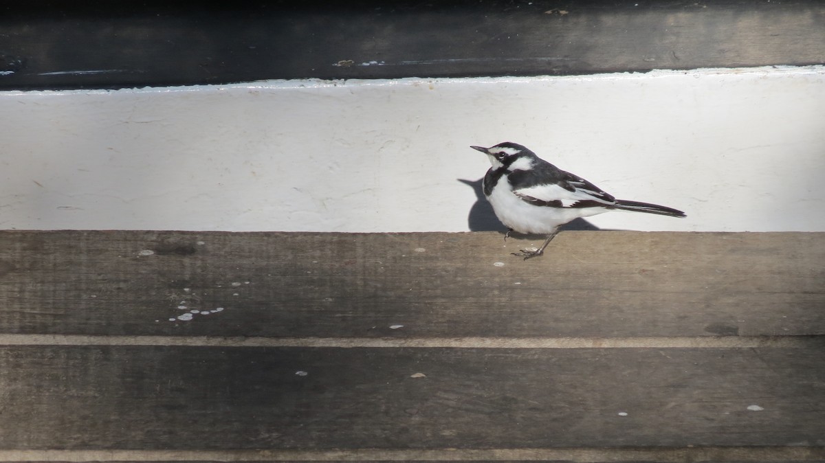 African Pied Wagtail - ML620634014