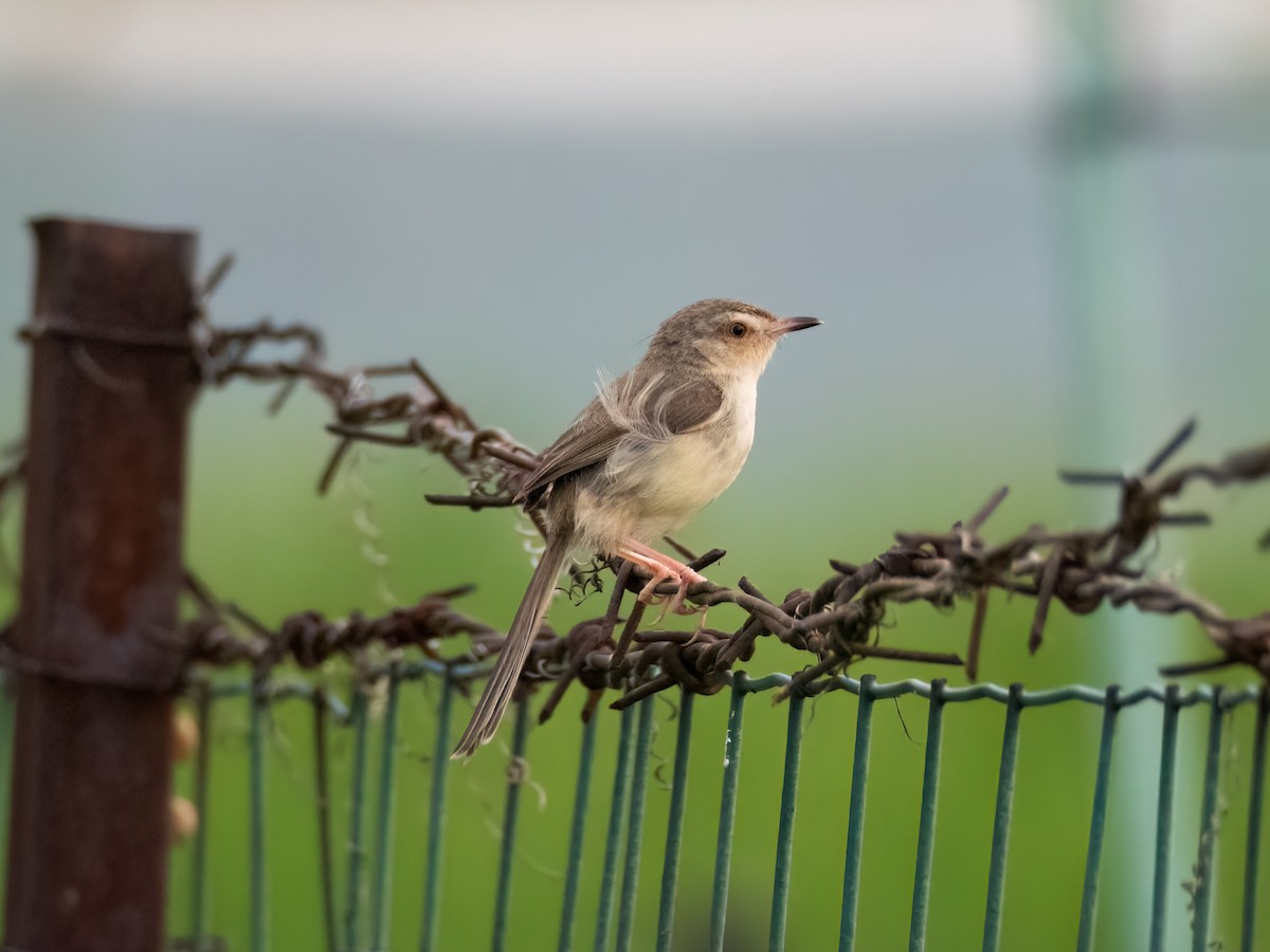 Plain Prinia - ML620634019