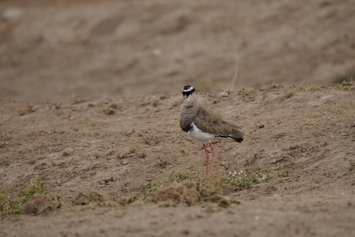 Crowned Lapwing - ML620634020