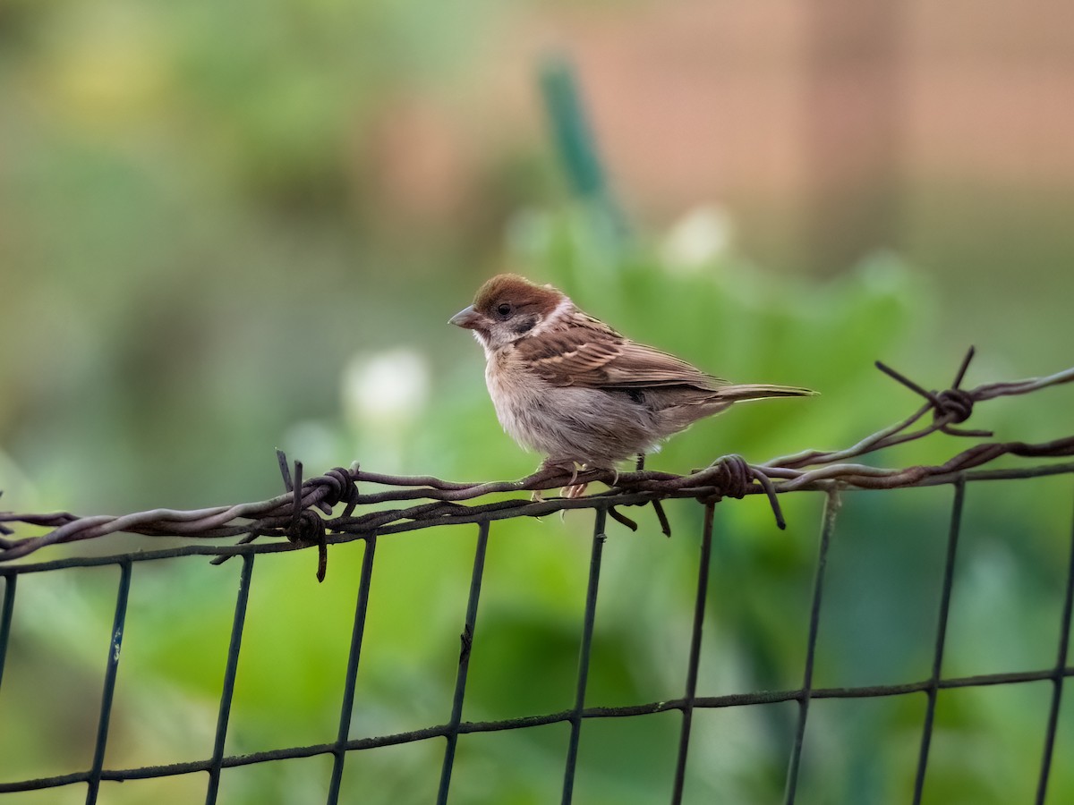 Eurasian Tree Sparrow - Maxon Gao