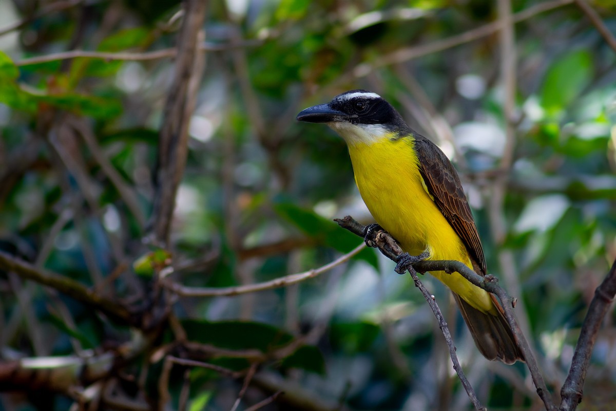 Boat-billed Flycatcher - ML620634022