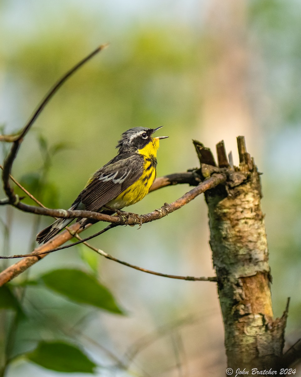 Magnolia Warbler - ML620634024