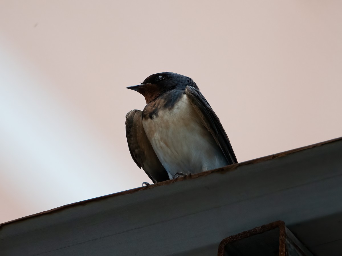 Barn Swallow - ML620634025