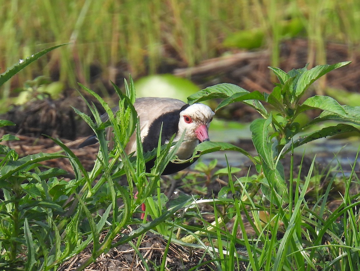 Vanneau à ailes blanches - ML620634026