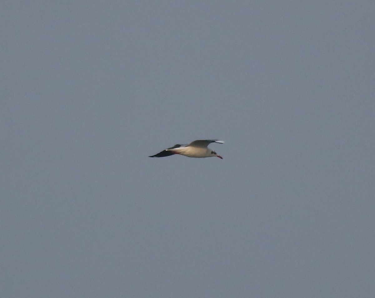 Brown-headed Gull - ML620634027