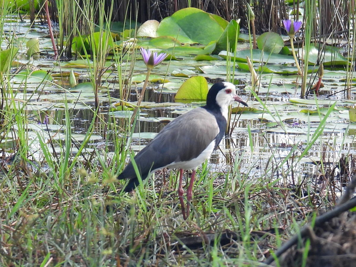 Long-toed Lapwing - bob butler