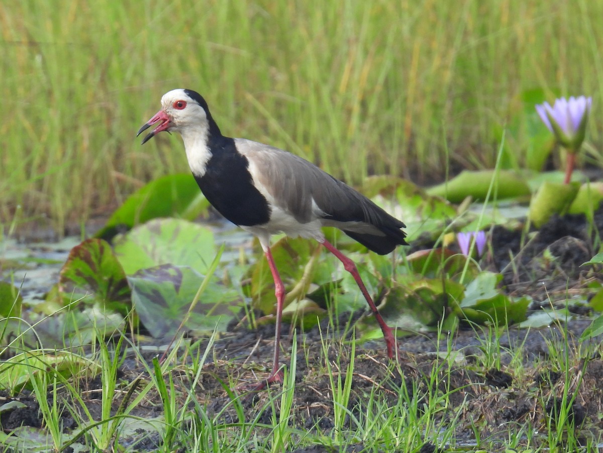 Long-toed Lapwing - bob butler