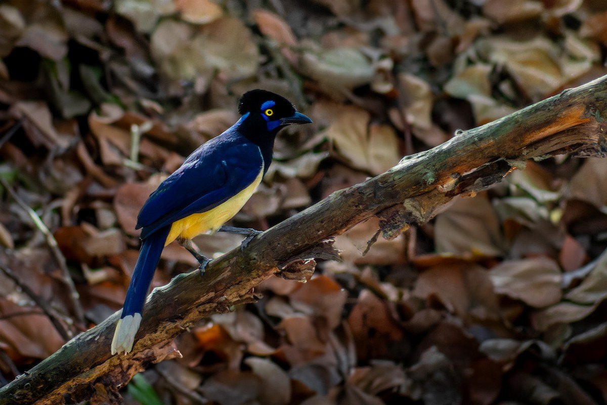 Plush-crested Jay - ML620634032