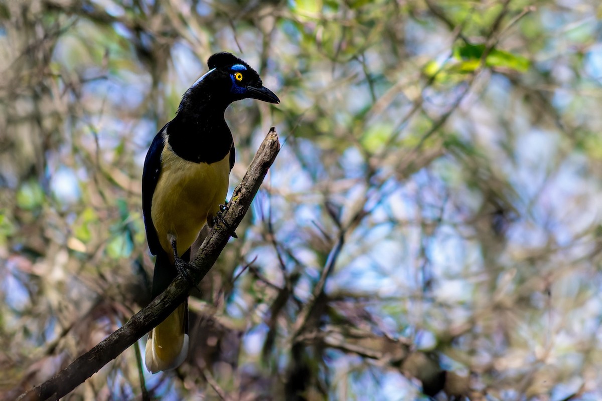 Plush-crested Jay - ML620634033