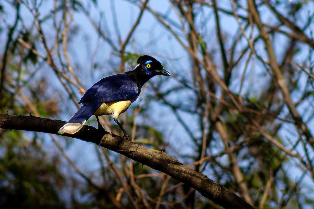 Plush-crested Jay - ML620634034