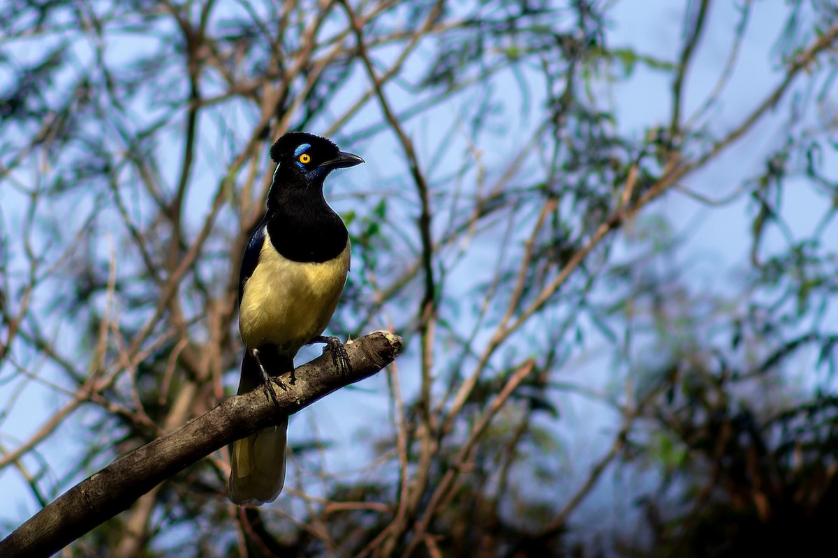 Plush-crested Jay - ML620634035