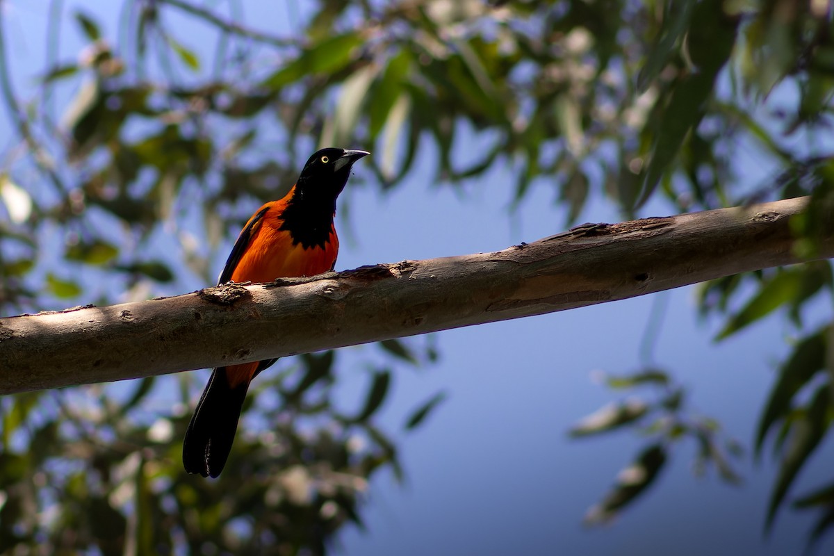 Oriole des campos - ML620634041