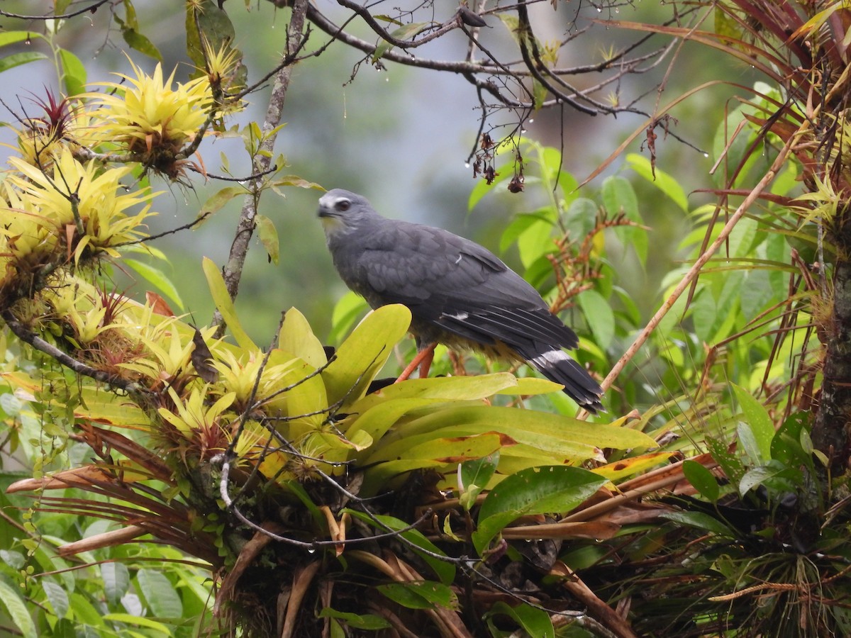 Crane Hawk - ML620634042