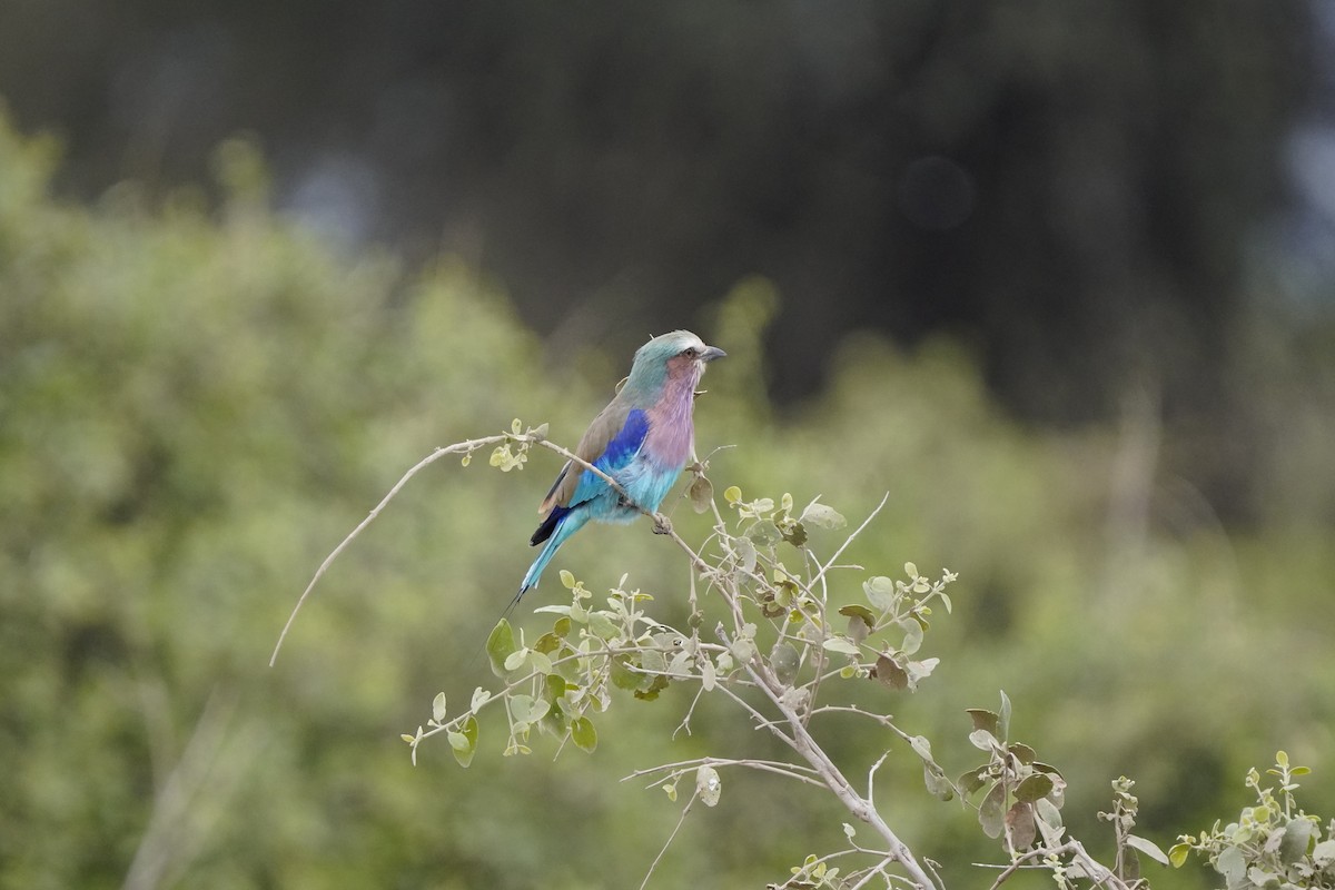 Lilac-breasted Roller - ML620634073