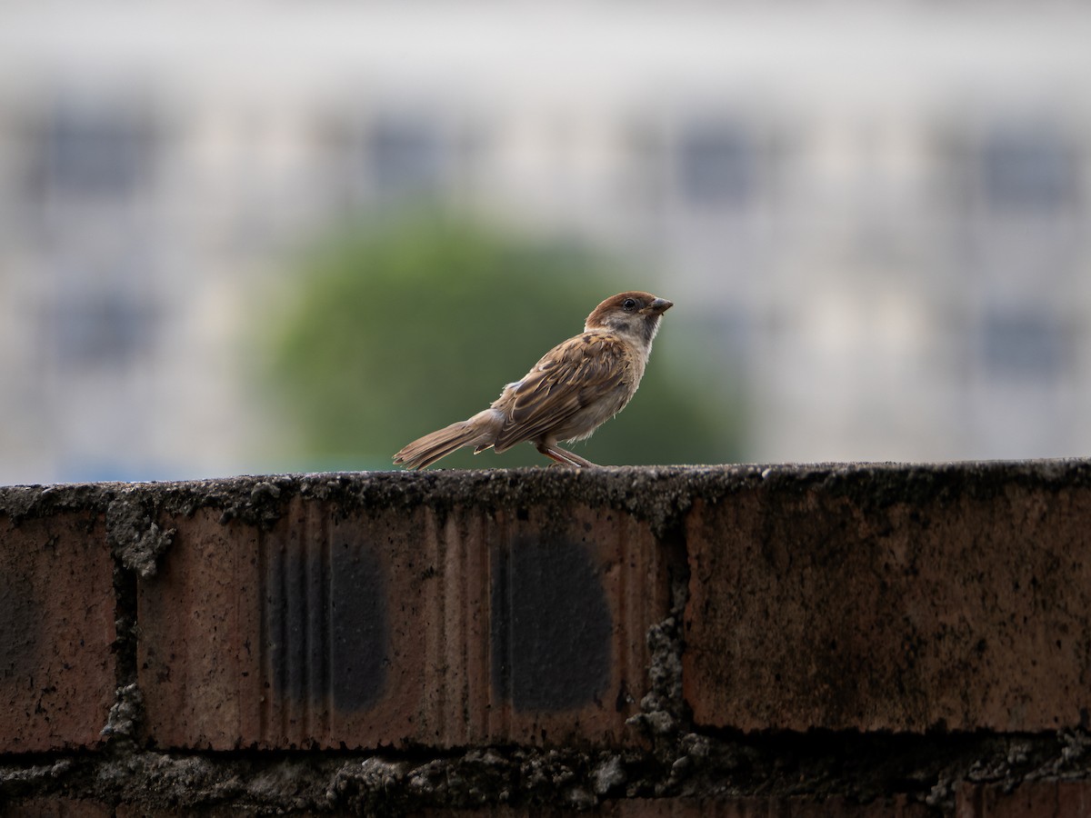Eurasian Tree Sparrow - ML620634075